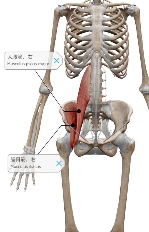 腸腰筋　説明